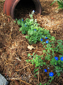 Summer Garden Ideas