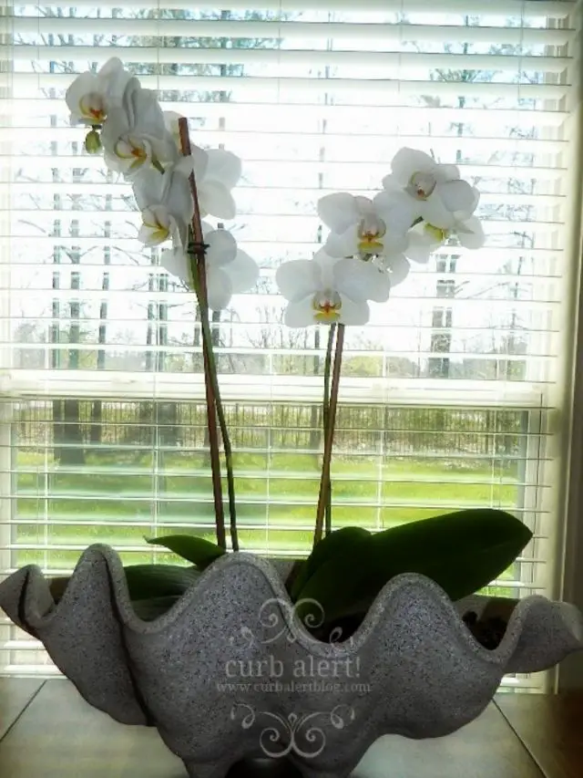 orchid in faux shell planter